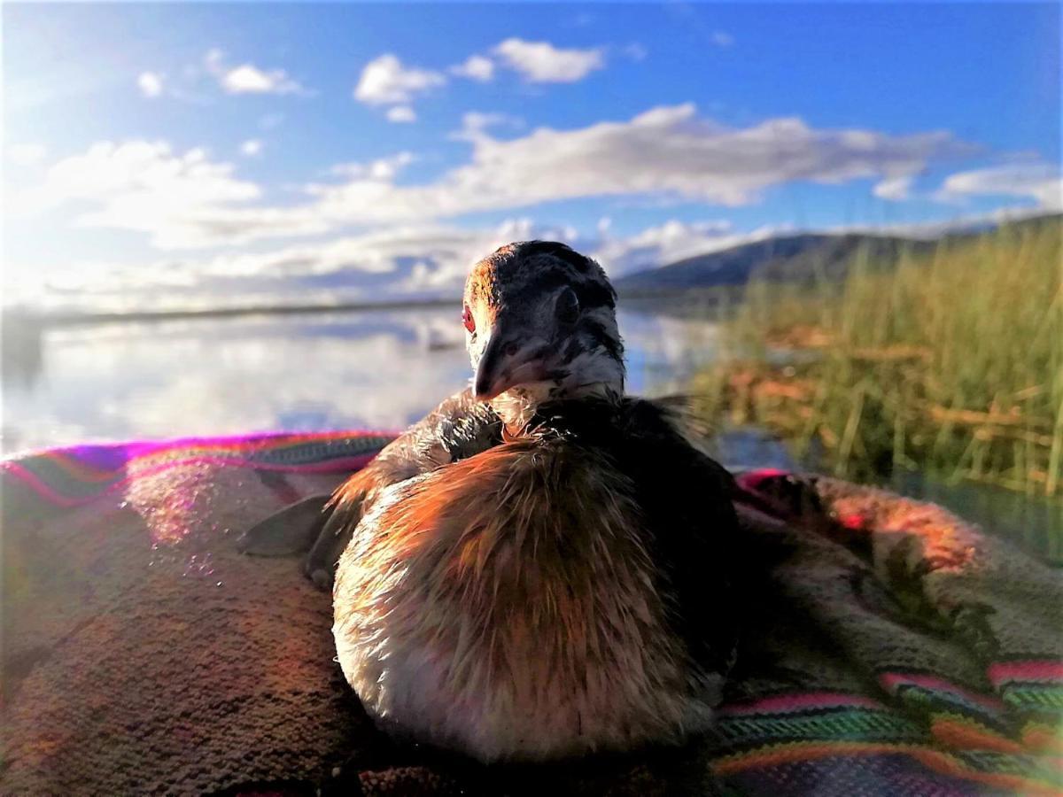 نزل بونوفي Titicaca المظهر الخارجي الصورة