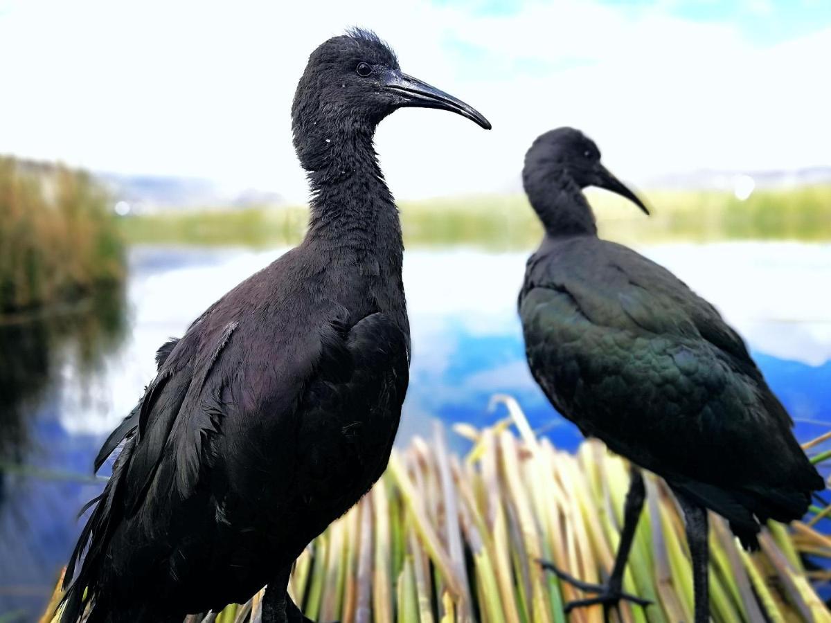 نزل بونوفي Titicaca المظهر الخارجي الصورة