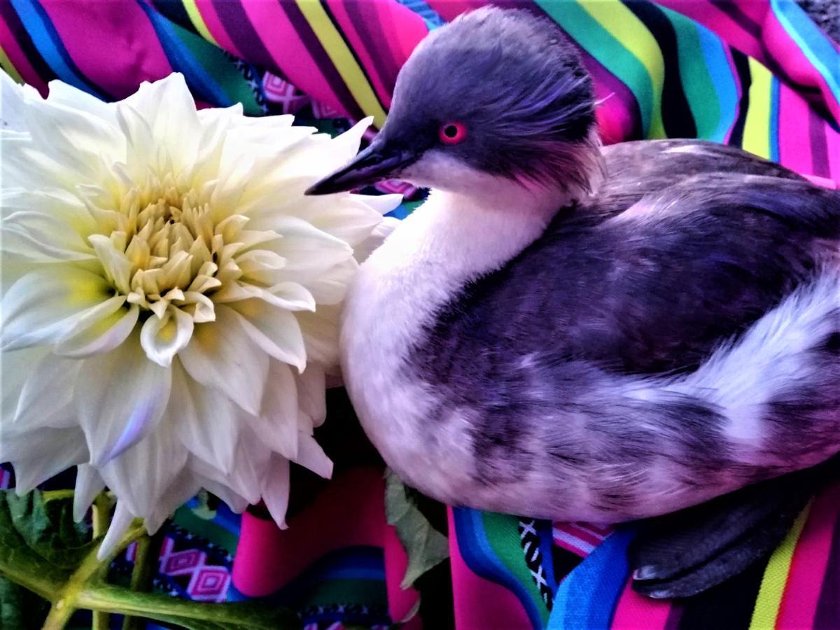 نزل بونوفي Titicaca المظهر الخارجي الصورة
